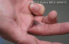 miniature Fly kite